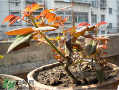 月季花什么時候插最好活？月季花怎么扦插成活率高？