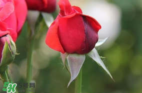 月季從有花苞到開(kāi)花需要多久？月季花苞到開(kāi)花要多久？