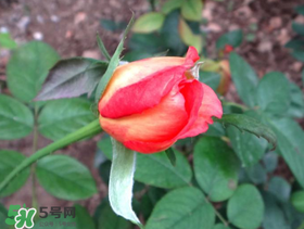 月季從有花苞到開(kāi)花需要多久？月季花苞到開(kāi)花要多久？