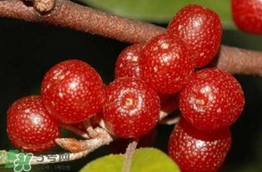 羊奶子有什么藥用價(jià)值？羊奶子有什么功效