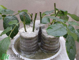 扦插的月季多久會(huì)開花？扦插月季多久可開花？