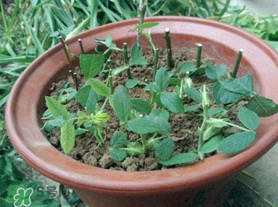 扦插的月季多久會(huì)開花？扦插月季多久可開花？