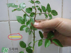 扦插的月季多久會(huì)開花？扦插月季多久可開花？