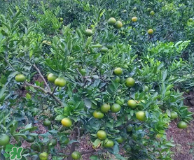 五月份適合種哪些果樹？五月份種什么水果？