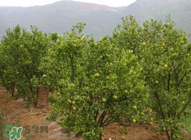 五月份適合種哪些果樹？五月份種什么水果？