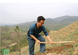 五月份能種樹嗎？五月份種樹能活嗎？