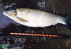 五月份能釣草魚嗎？五月份釣草魚用什么餌料？