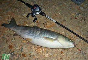 五月份能釣草魚嗎？五月份釣草魚用什么餌料？