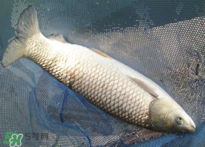 5月份怎么釣草魚？五月份怎么釣草魚？