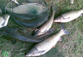 5月份怎么釣草魚？五月份怎么釣草魚？