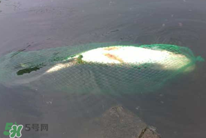 5月份怎么釣草魚？五月份怎么釣草魚？