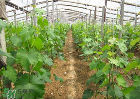 葡萄五月份打什么藥？五月份葡萄打什么藥？