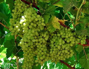 葡萄五月份打什么藥？五月份葡萄打什么藥？