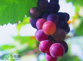 五月份有葡萄嗎？五月份的葡萄可以吃嗎？