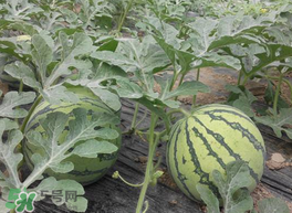 五月份可以種西瓜嗎？五月份怎么種西瓜？