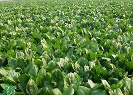 ?五月份能種菠菜嗎？5月份可以種菠菜嗎？