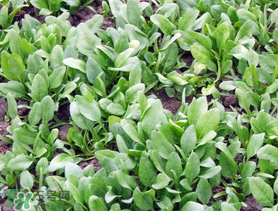 ?五月份能種菠菜嗎？5月份可以種菠菜嗎？