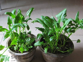 ?五月份能種菠菜嗎？5月份可以種菠菜嗎？
