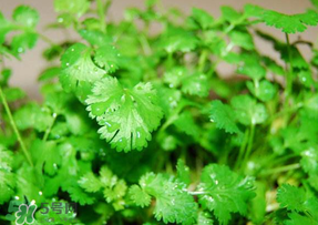 5月份能種香菜嗎？五月份能種香菜嗎？