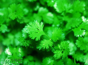 5月份能種香菜嗎？五月份能種香菜嗎？