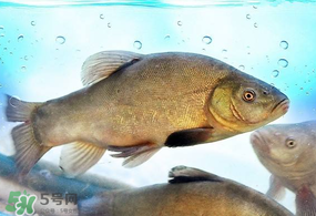 ?五月份吃什么魚(yú)？5月份吃什么魚(yú)？