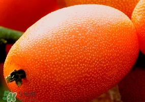 羊奶果是熱性還是涼性？羊奶果的功效與作用