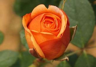 月季花什么時(shí)候插最好活？月季花怎么扦插成活率高？