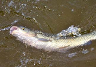 5月份怎么釣草魚？五月份怎么釣草魚？