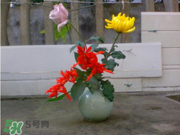 月季花什么時候插最好活？月季花怎么扦插成活率高？