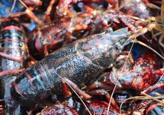 野生小龍蝦能吃嗎？野生小龍蝦吃了會(huì)中毒嗎？