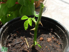 月季5月能插活嗎？月季花五月能插活嗎？