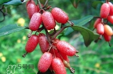 羊奶果要剝皮嗎？羊奶果剝皮還是帶皮吃好？