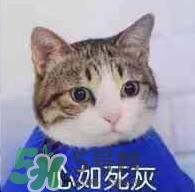 紀(jì)梵希黑色頰彩霜怎么樣？紀(jì)梵希黑色腮紅多少錢？