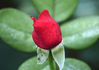 月季從有花苞到開花需要多久？月季花苞到開花要多久？