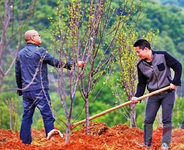 五月份適合種哪些果樹？五月份種什么水果？