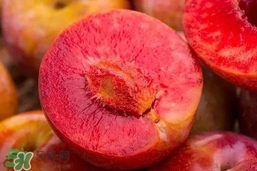 雙華李就是三華李嗎？雙華李和三華李區(qū)別