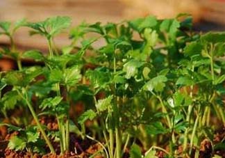 5月份能種香菜嗎？五月份能種香菜嗎？