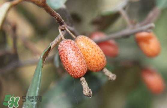 羊奶果怎么吃？羊奶果怎么種