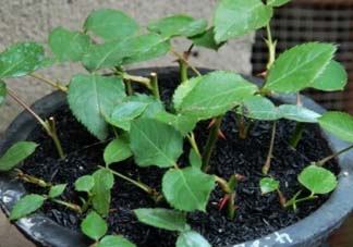 扦插的月季多久會開花？扦插月季多久可開花？