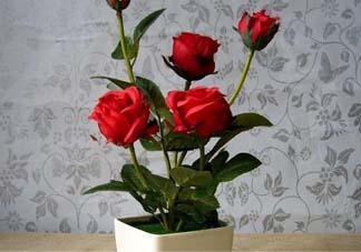 五月份可以種月季嗎？月季五月怎么養(yǎng)？