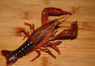 野生小龍蝦怎么抓？野生龍蝦怎么捕捉？