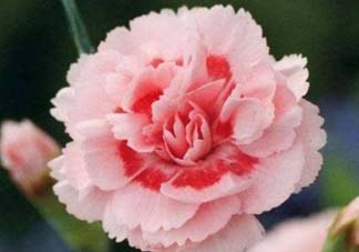 康乃馨可以放臥室嗎？康乃馨能放在臥室嗎？