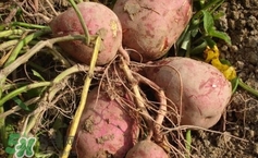 地瓜是紅薯嗎？地瓜什么時候成熟