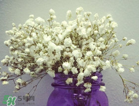 母親節(jié)可以送滿天星嗎？母親節(jié)能送滿天星嗎？