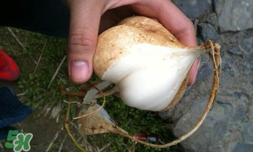 涼薯怎么做好吃？涼薯怎么炒好吃