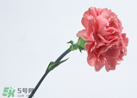 母親節(jié)送什么顏色的康乃馨？2017年母親節(jié)康乃馨推薦