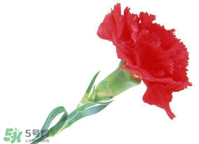 母親節(jié)送什么顏色的康乃馨？2017年母親節(jié)康乃馨推薦