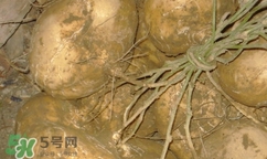 孕婦可以吃土瓜嗎？孕婦能吃土瓜嗎？