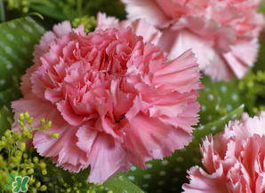 康乃馨多少錢一束2017？康乃馨多少錢一朵2017？