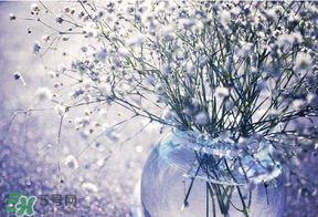 滿天星多少錢一束2017？滿天星多少錢一支2017？